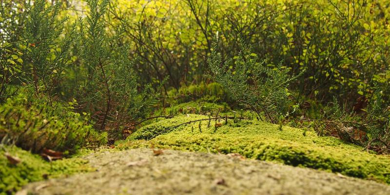 构建高可靠性汽车电子：ISO 26262功能安全的硬件开发与嵌入式系统验证全流程解析