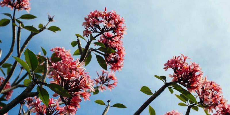 硬件开发新前沿：面向AI的物联网硬件中，存算一体芯片如何通过PCB设计实现能效突破